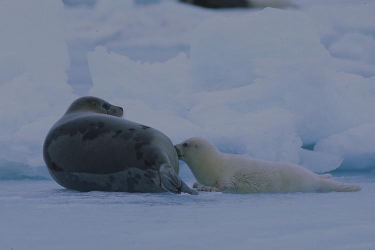 750x500-harp-seal-with-pup
