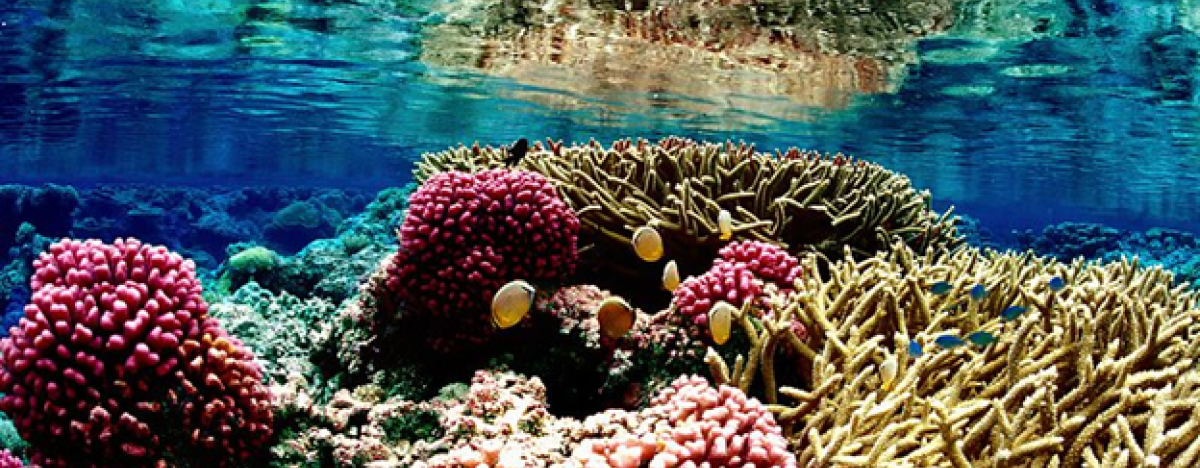rn-coral_f-1