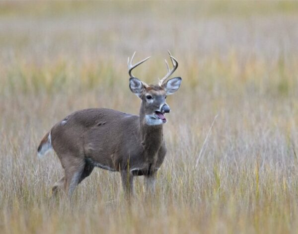 white-taileddeercall-irene-hinke-socilotto