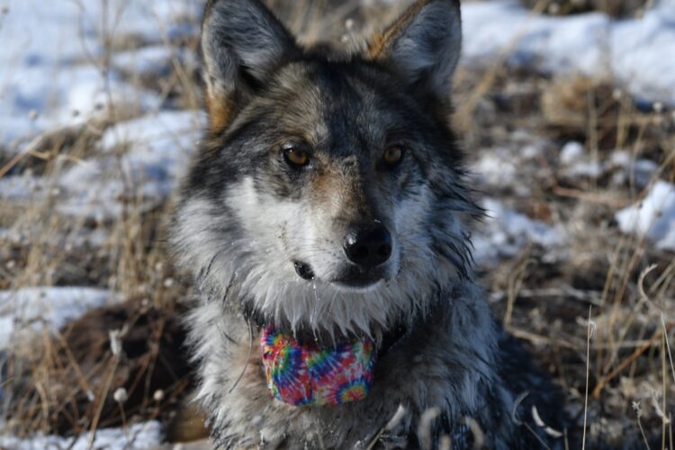 wolf-release-2