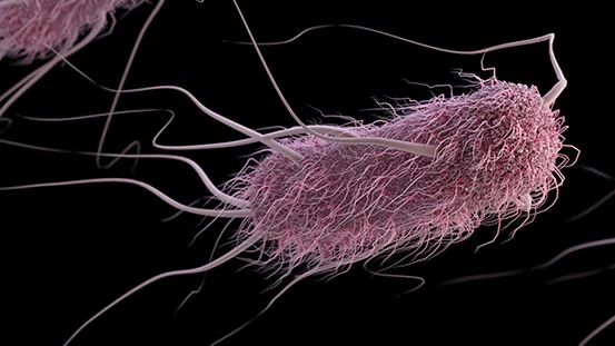 ecoli_16-9-ratio-1