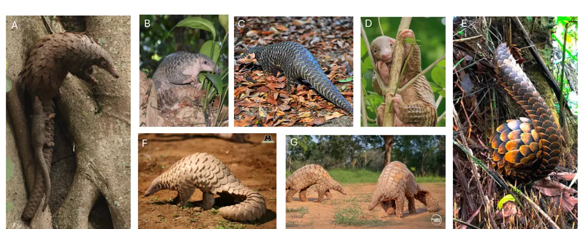 pangolin-pictures_0-png