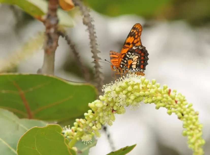 puerto-rican-harlequin-butterfly-credit-usfws-jpg