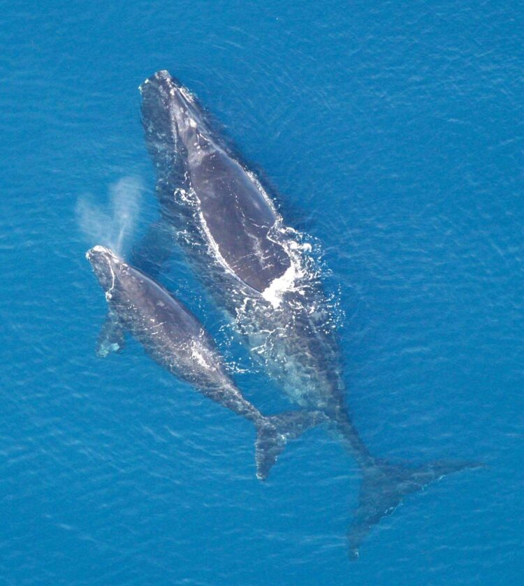 rightwhale