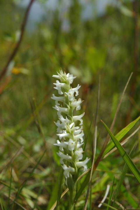 spdi_flower_hotze_20100830_3